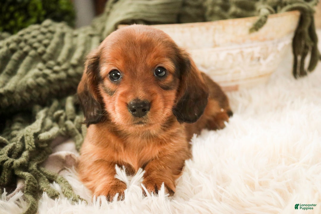 Miniature Dachshund dogs for sale: Tinsel - Ad 4