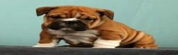 English Bulldog dogs for sale: Max - Ad 3