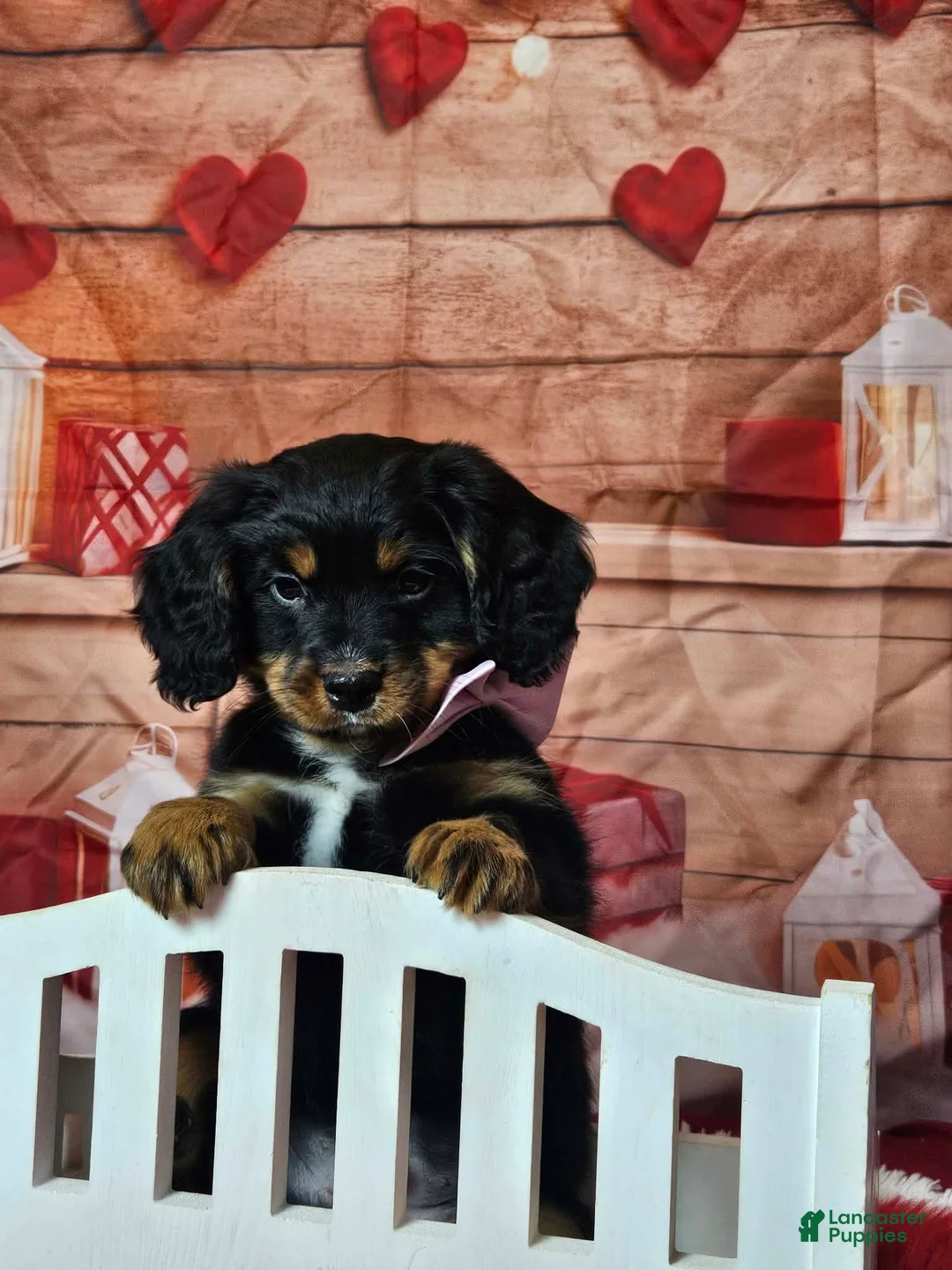 Miniature Bernese Mountain Dog dogs for sale: Scent trained boy Miniature Bernese Mountain Dog Puppy 1 - Ad 5
