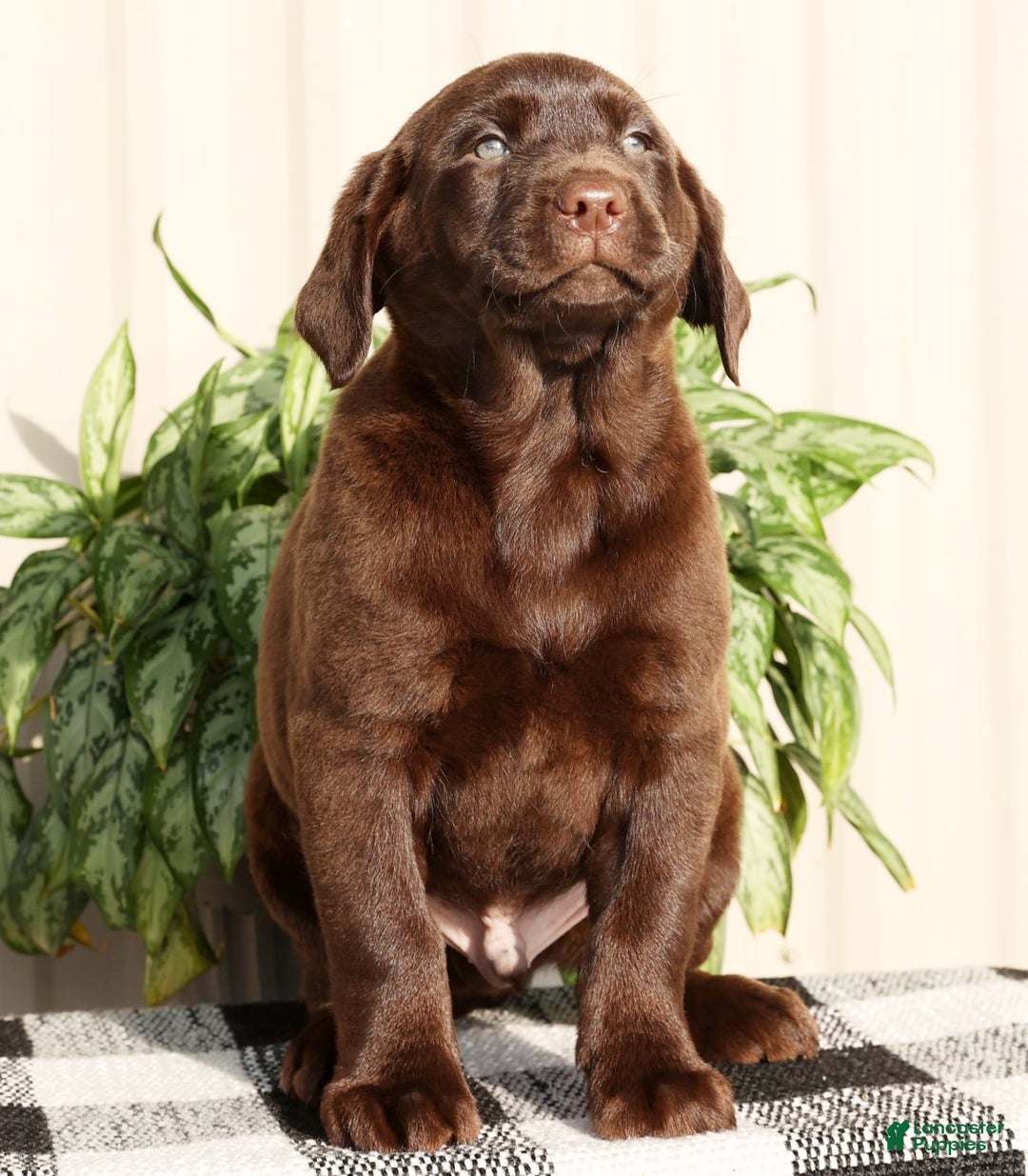 Labrador Retriever dogs for sale: Spice - Ad 2