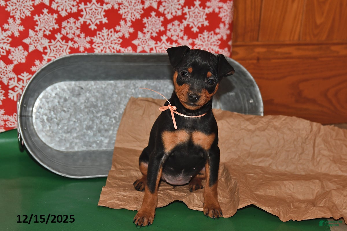 Miniature Pinscher dogs Texas - Ad 4