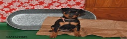 Miniature Pinscher dogs for sale: Texas - Ad 1