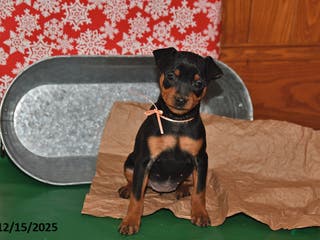 Miniature Pinscher dogs Texas - Ad 23
