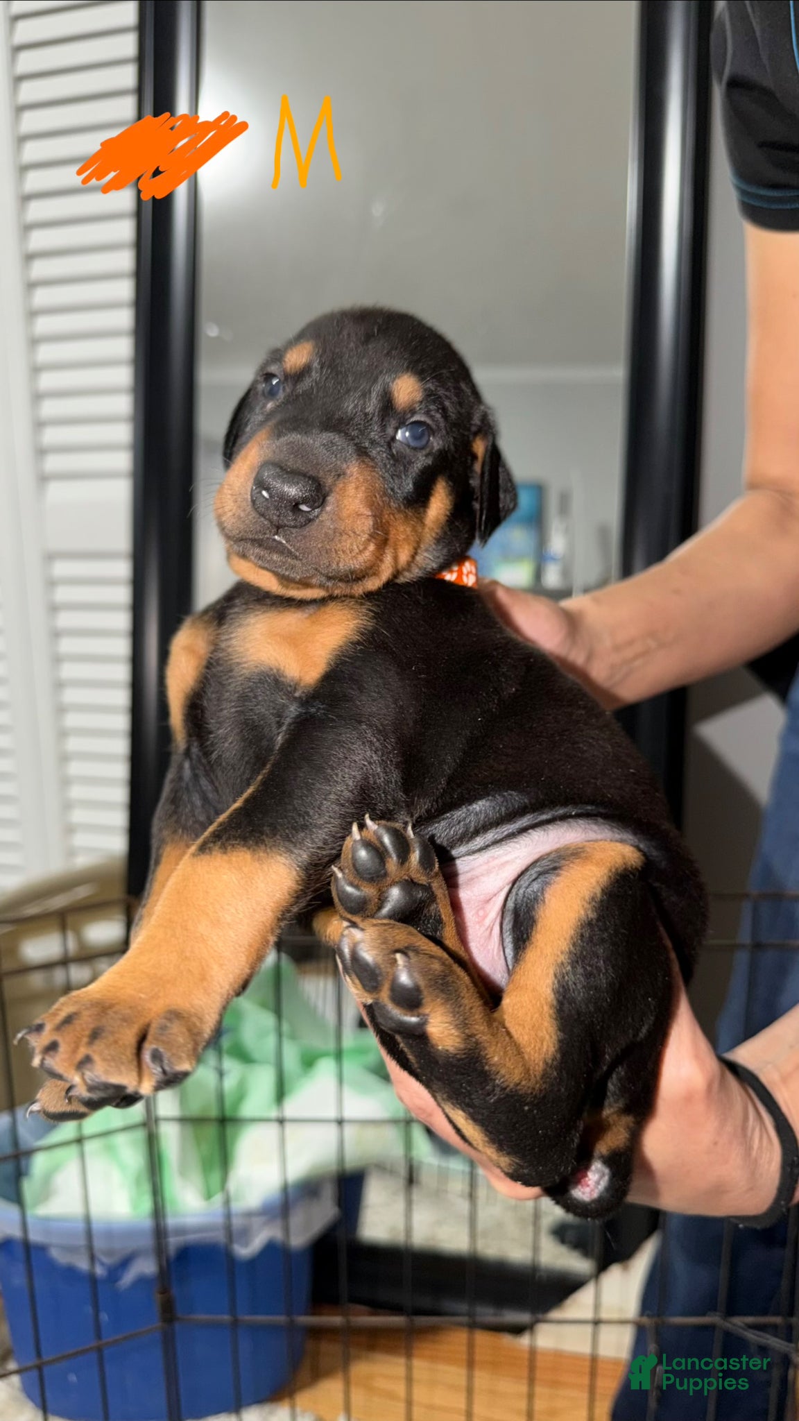Doberman Pinscher dogs Doberman Pinscher Puppy 5 - Ad 1