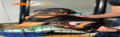 Doberman Pinscher Puppy 5