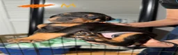 Doberman Pinscher dogs for sale: Doberman Pinscher Puppy 5 - Ad 1