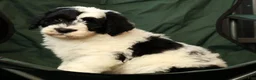 Sheepadoodle dogs for sale: Diesel - Ad 6