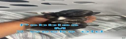 Mixed Breed dogs for sale: Pebbles 🪨  - Ad 4