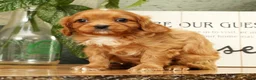 Cavapoo dogs for sale: Bentley - Ad 3