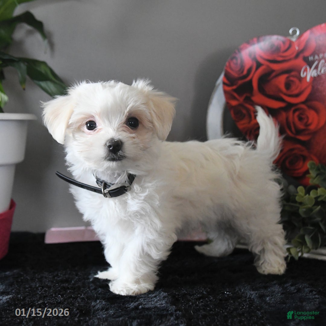 Maltese dogs for sale: Ivory - Ad 1
