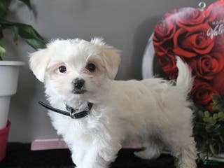 Maltese dogs Ivory - Ad 40