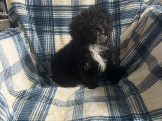 Toy Poodle dogs Penny - Ad 7