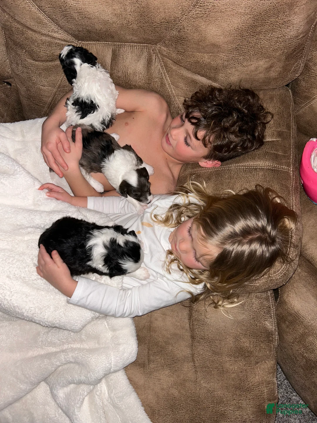 Mixed Breed dogs for sale: Ricky - Ad 17