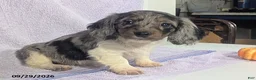 Dachshund dogs for sale: Levi Long - Ad 6