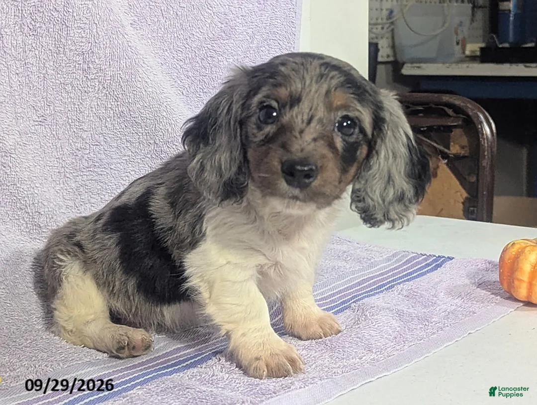 Dachshund dogs for sale: Levi Long - Ad 6