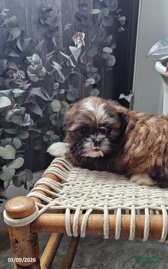Shih Tzu dogs Rusty - Ad 1