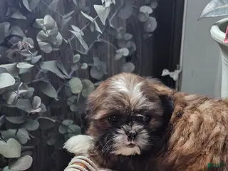 Shih Tzu dogs for sale: Rusty - Ad 2