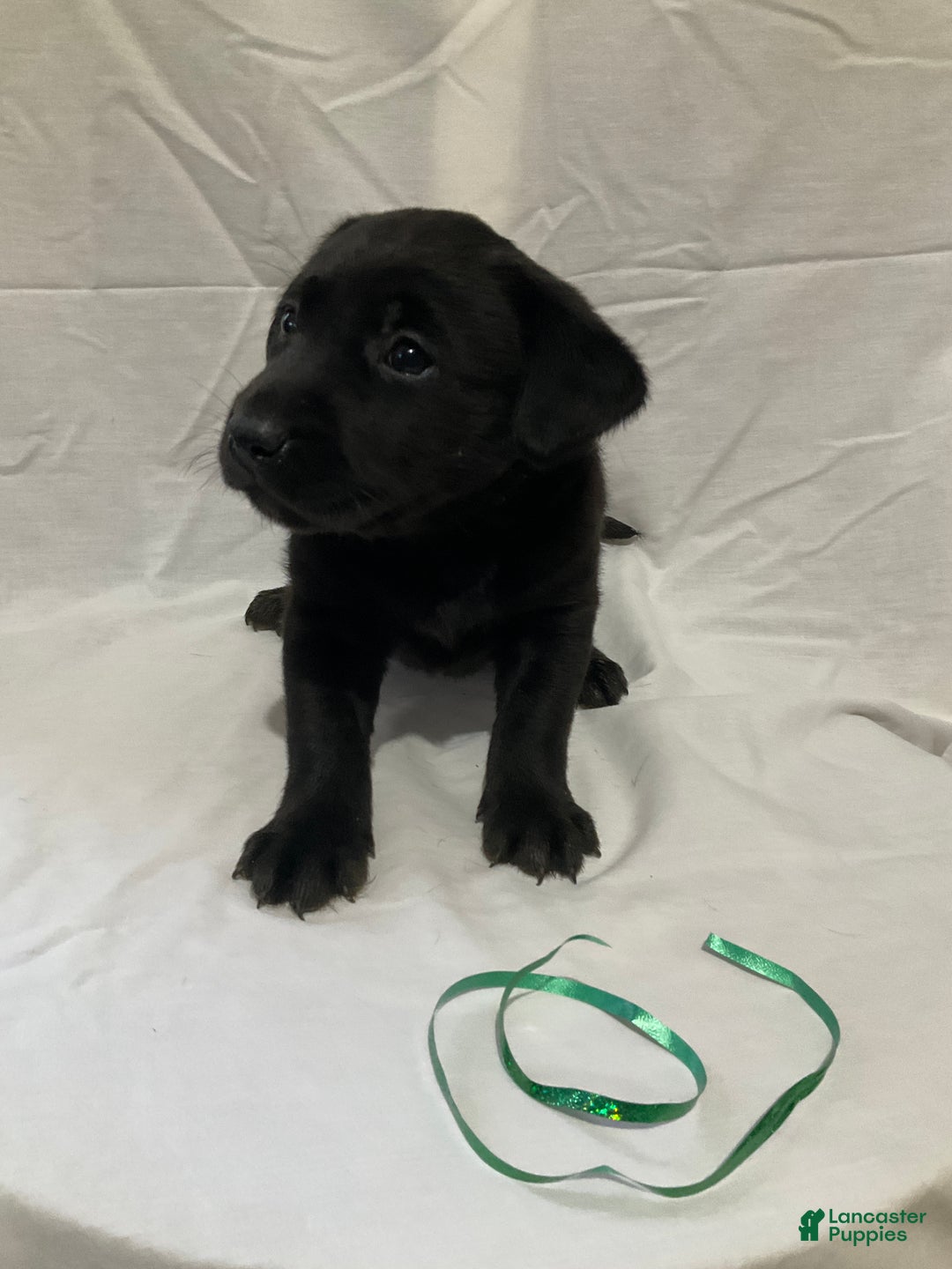 Labrador Retriever dogs for sale: Luna  - Ad 5