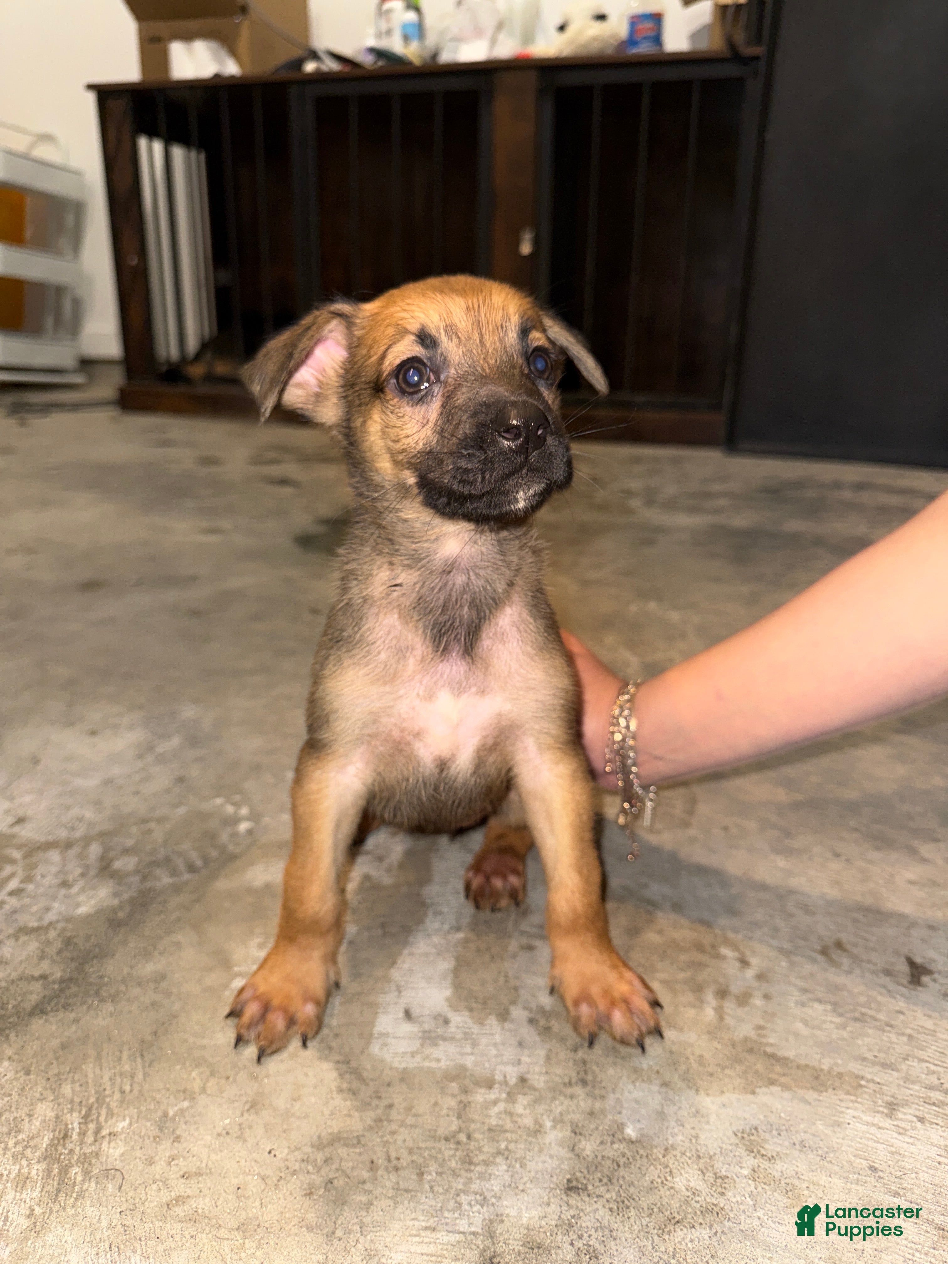 German Shepherd dogs German Shepherd Puppy 6 - Ad 7