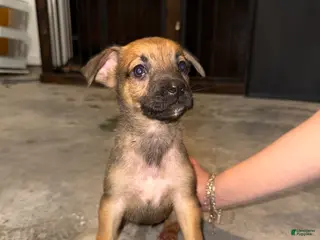 German Shepherd dogs German Shepherd Puppy 6 - Ad 7