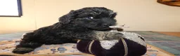Yorkiepoo dogs for sale: Yorkiepoo 2 Score - Ad 4