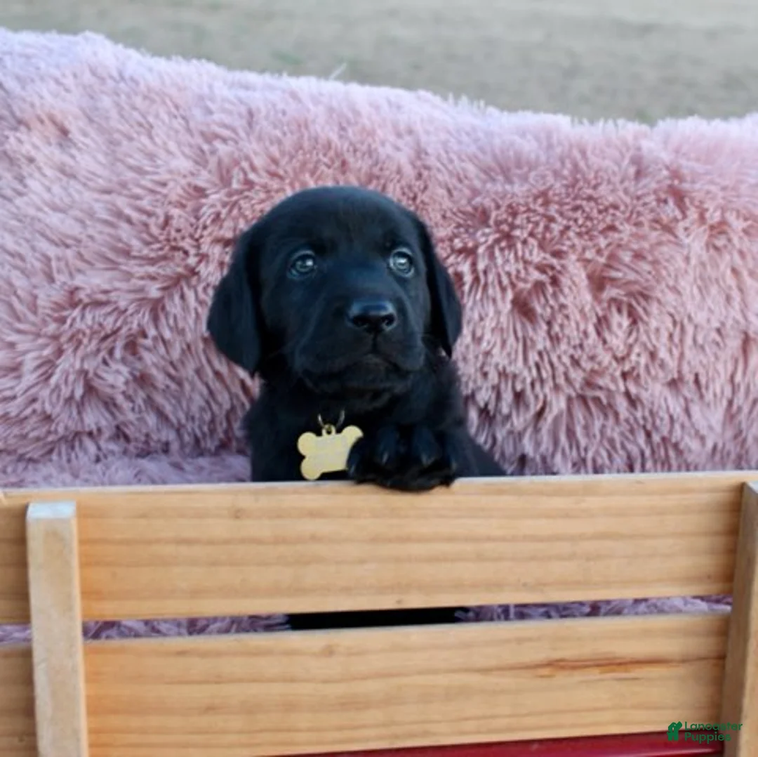 Labrador Retriever dogs for sale: Brown Collar - Ad 15
