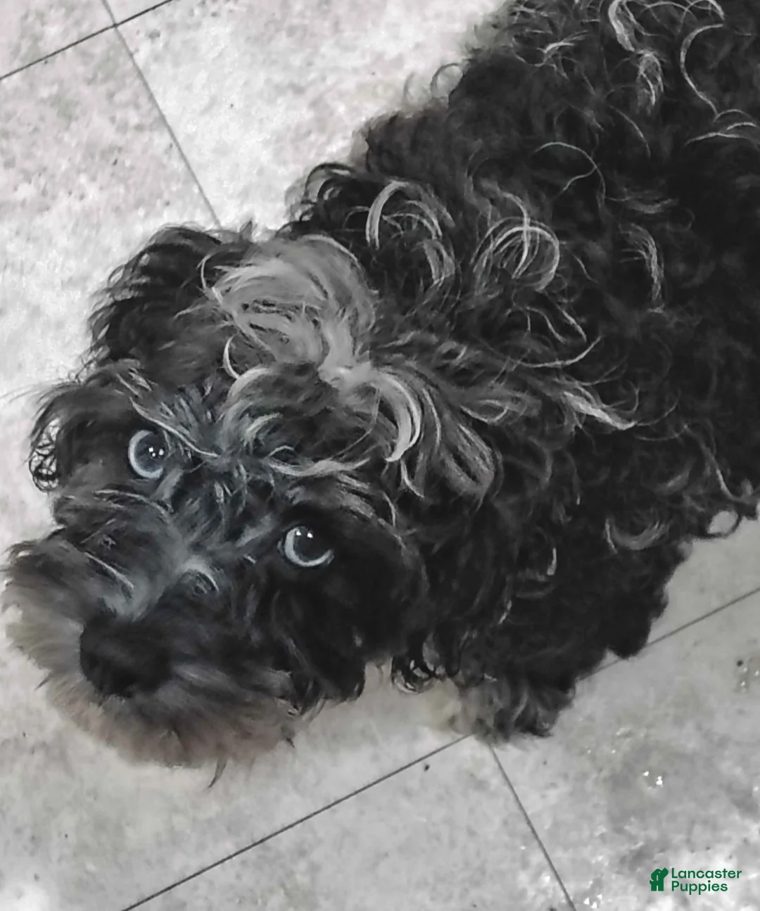 Miniature Poodle dogs for sale: Blue key - Ad 2