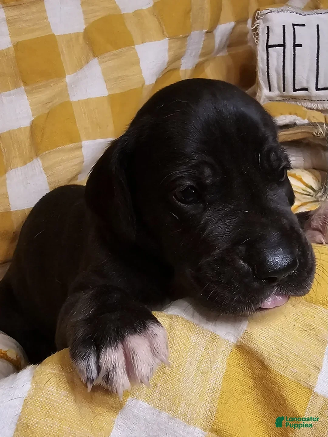 Great Dane dogs for sale: Ebony - Ad 2