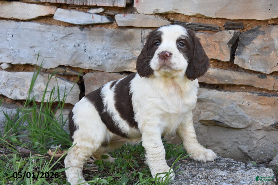 English Springer Spaniel dogs Skyla - Ad 2