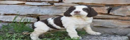 English Springer Spaniel dogs for sale: Skyla - Ad 2