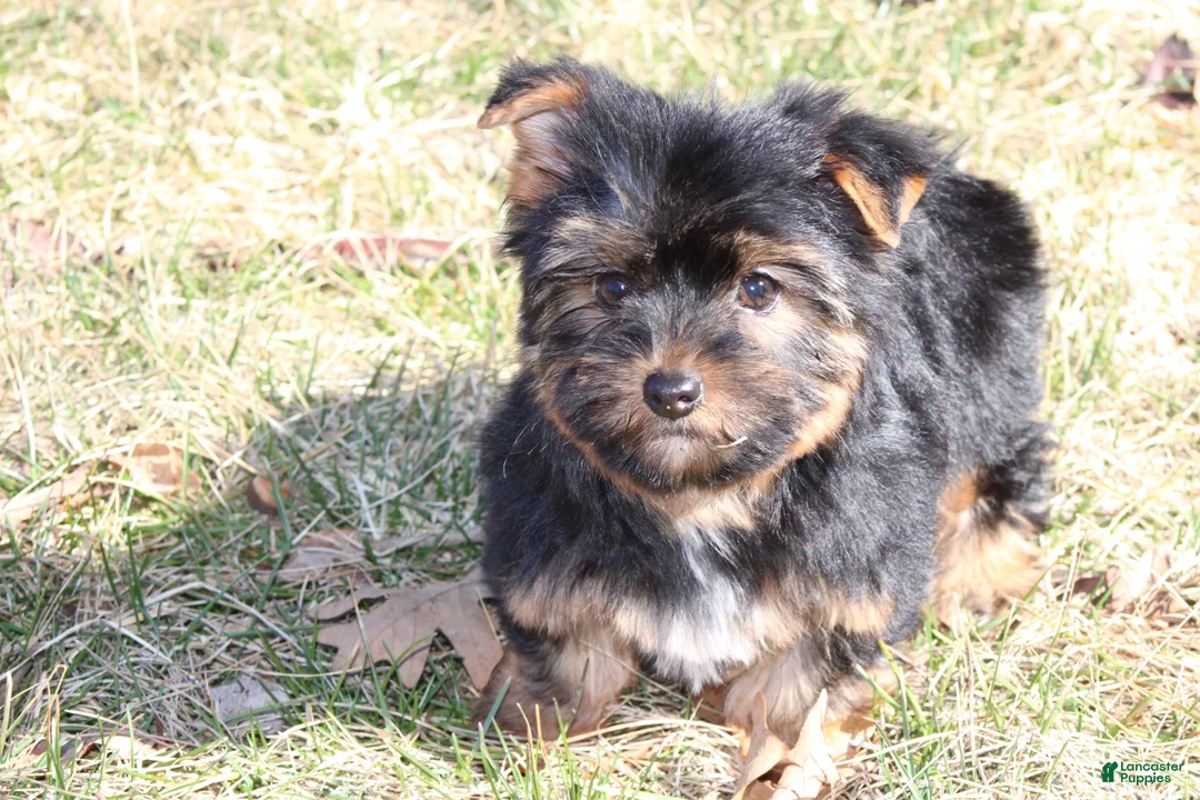 Yorkshire Terrier dogs for sale: London - Ad 6