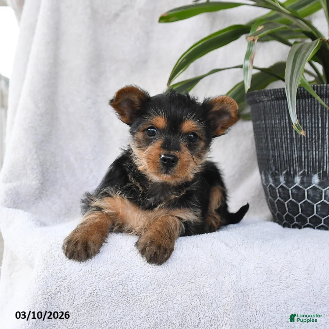 Yorkshire Terrier dogs for sale: Penny - Ad 2