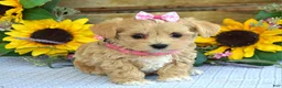 Maltipoo dogs for sale: Tessa - Ad 12