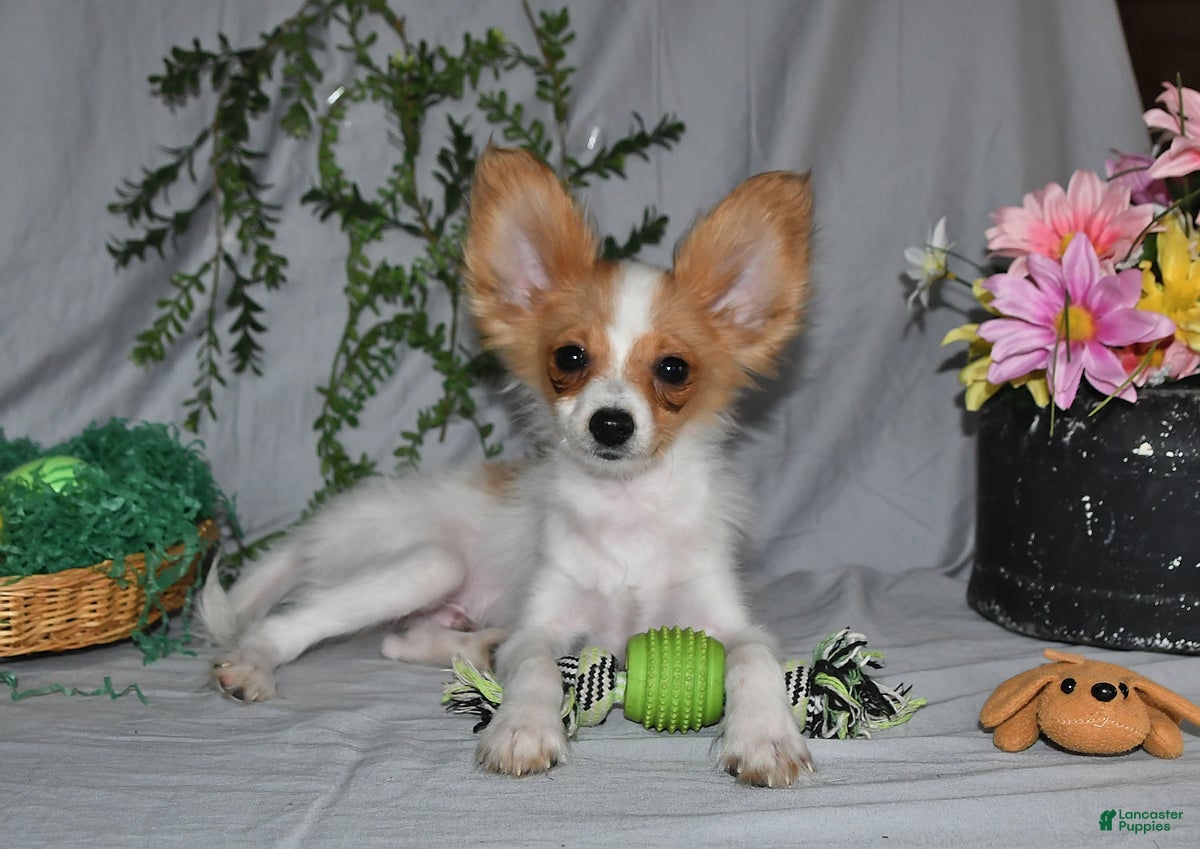 Papillon dogs Nobel - Ad 1