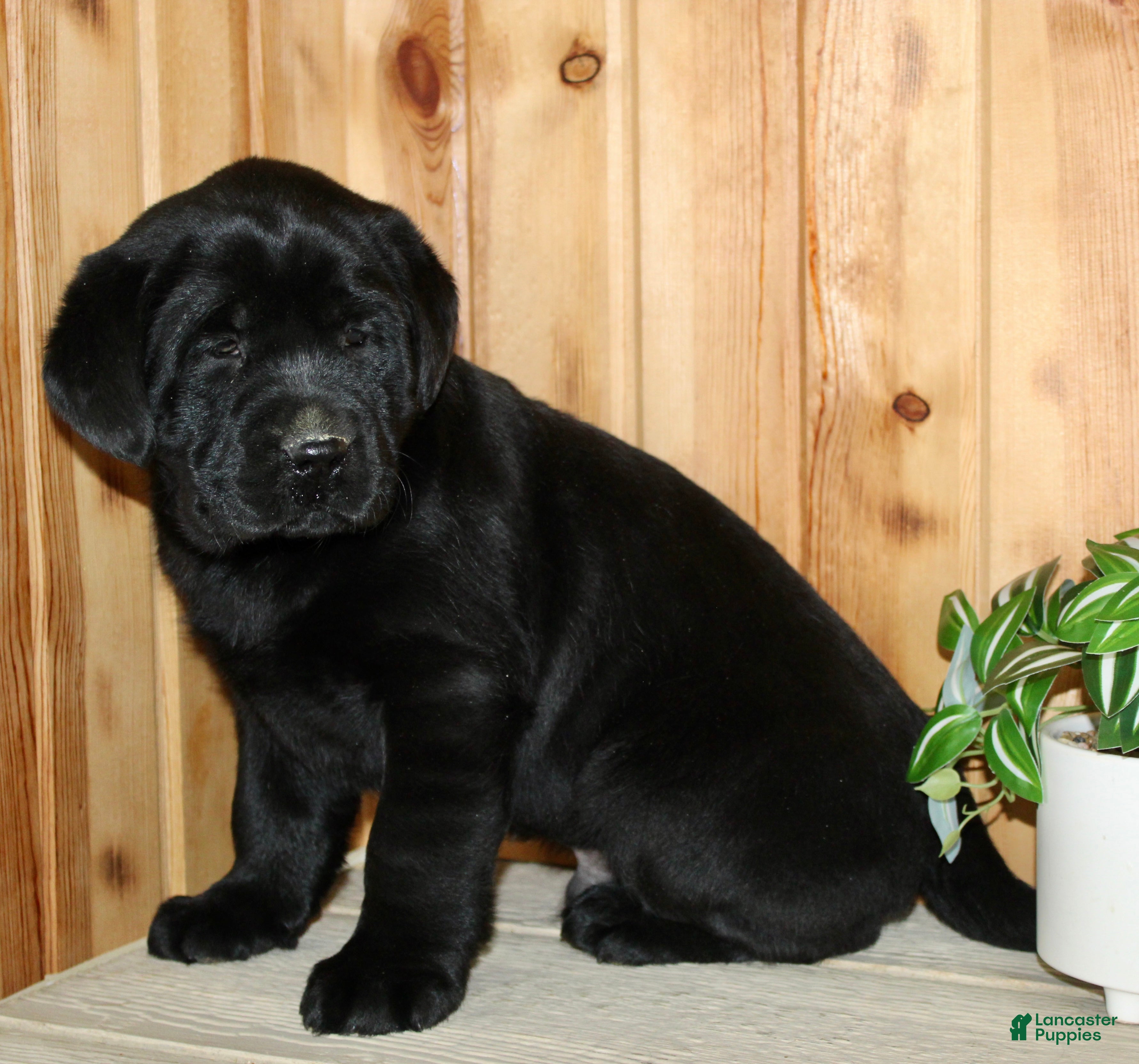 Labrador Retriever dogs Moose - Ad 2