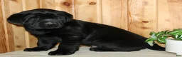 Labrador Retriever dogs for sale: Moose - Ad 2