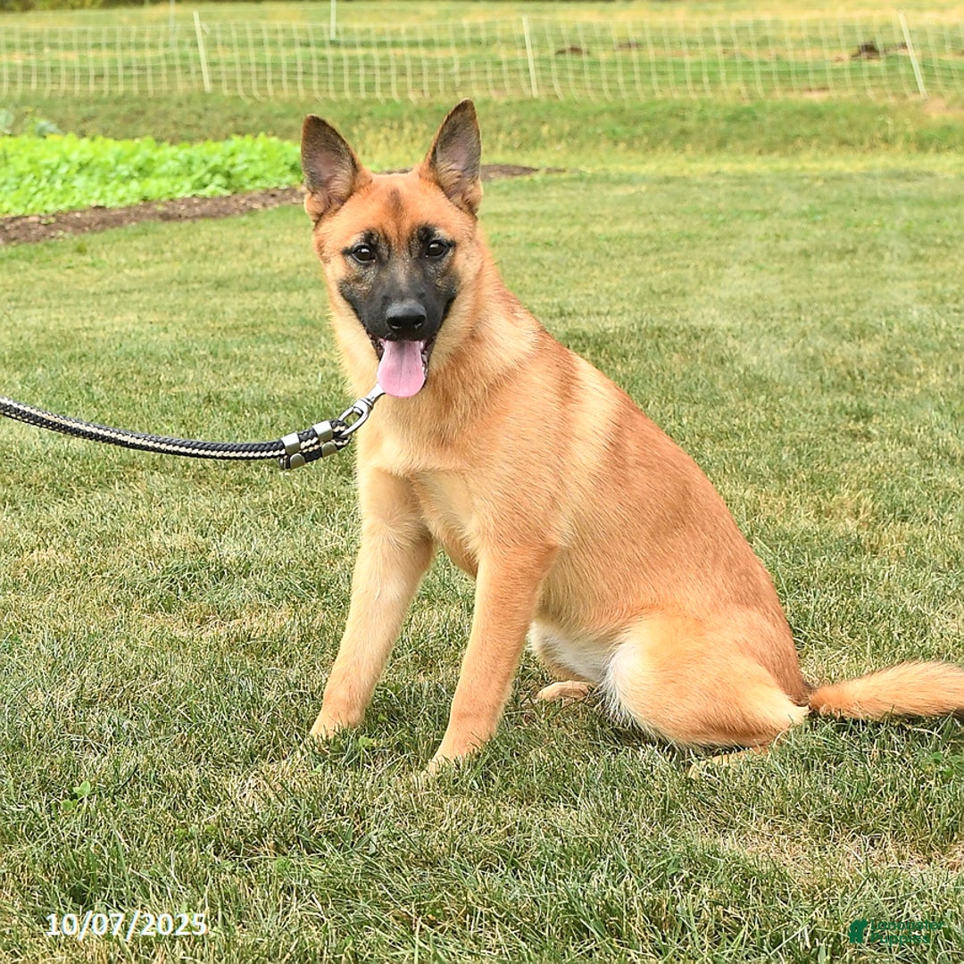 Mixed Breed dogs for sale: Thea - Ad 3