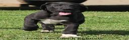 Great Dane dogs for sale: Max - Ad 6