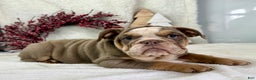 English Bulldog dogs for sale: Sage - Ad 4