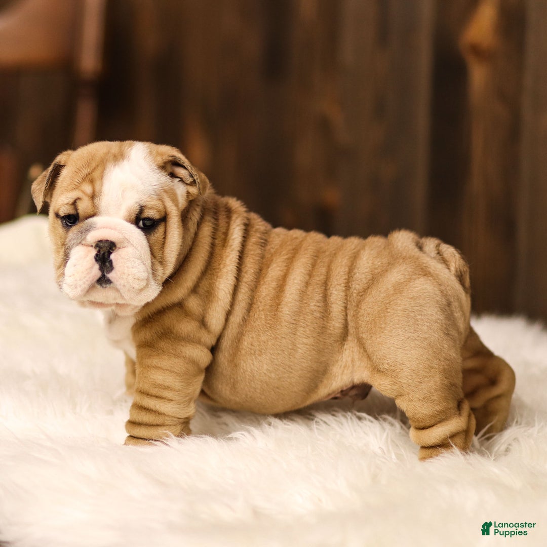 English Bulldog dogs for sale: Rudolph - Ad 5