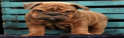 English Bulldog dogs for sale: Scarlett - Ad 8