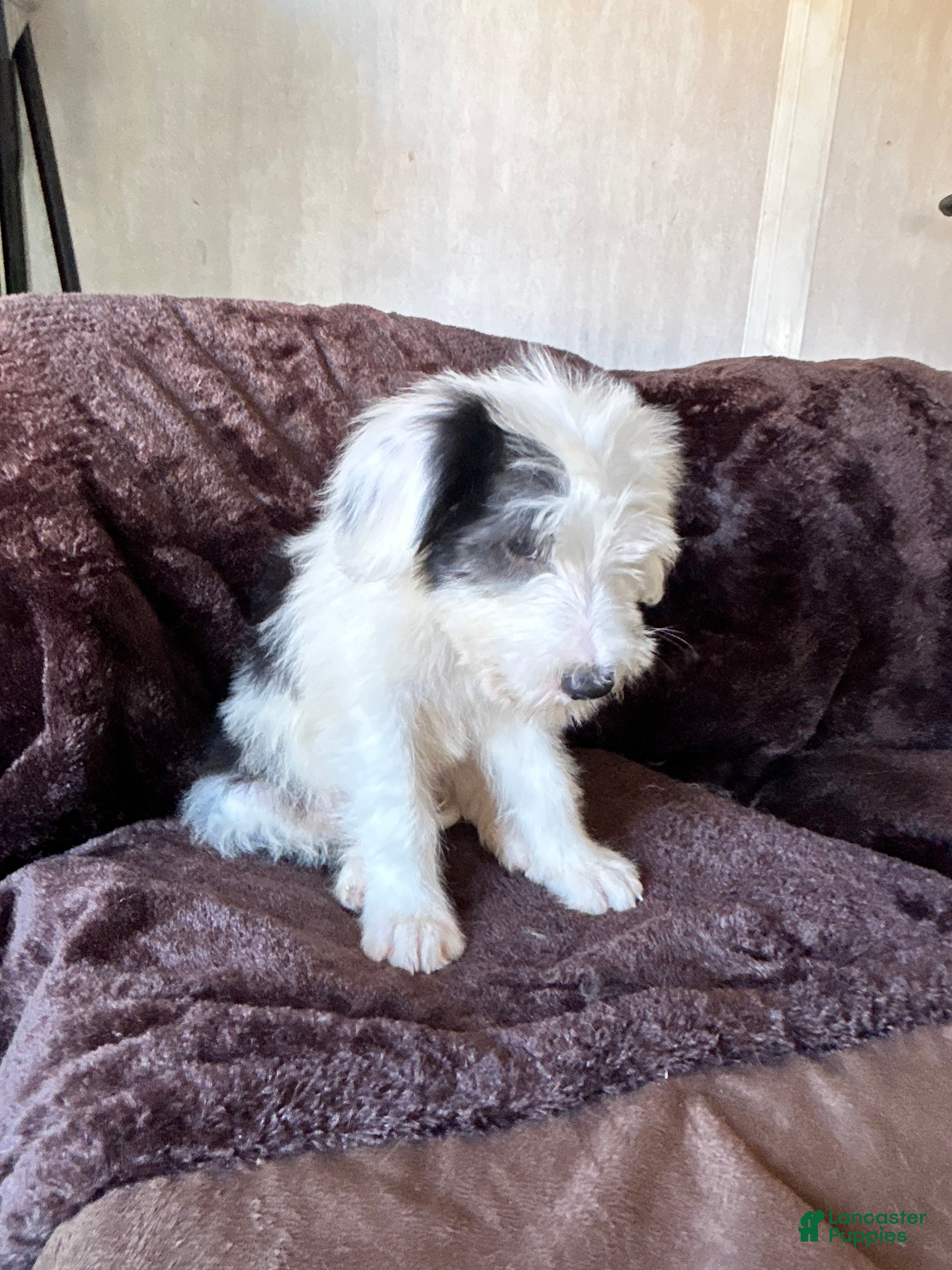 Old English Sheepdog dogs Old English Sheepdog 2 - Ad 6