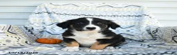 Border Collie dogs for sale: Enzo - Ad 3