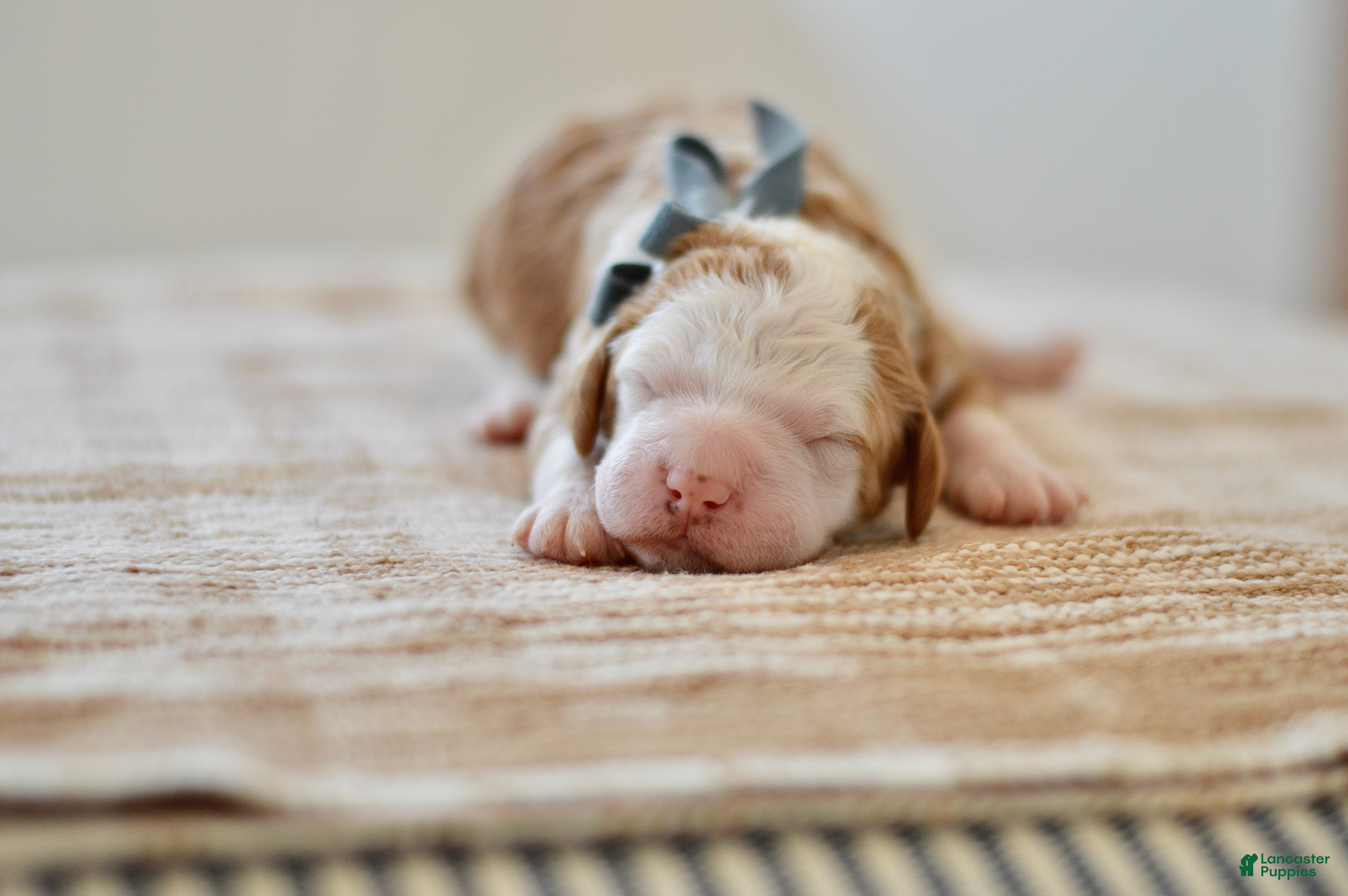 Goldendoodle dogs Basil - Ad 38