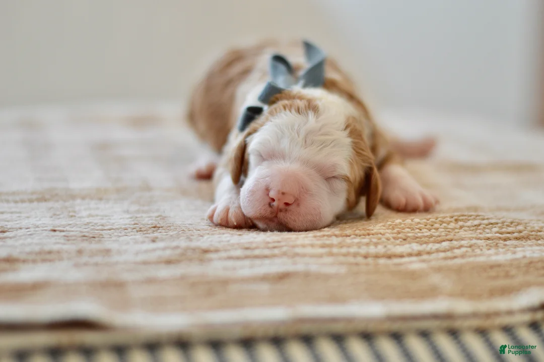 Goldendoodle dogs for sale: Basil - Ad 1