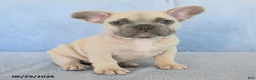 French Bulldog dogs for sale: Orlan - Ad 1