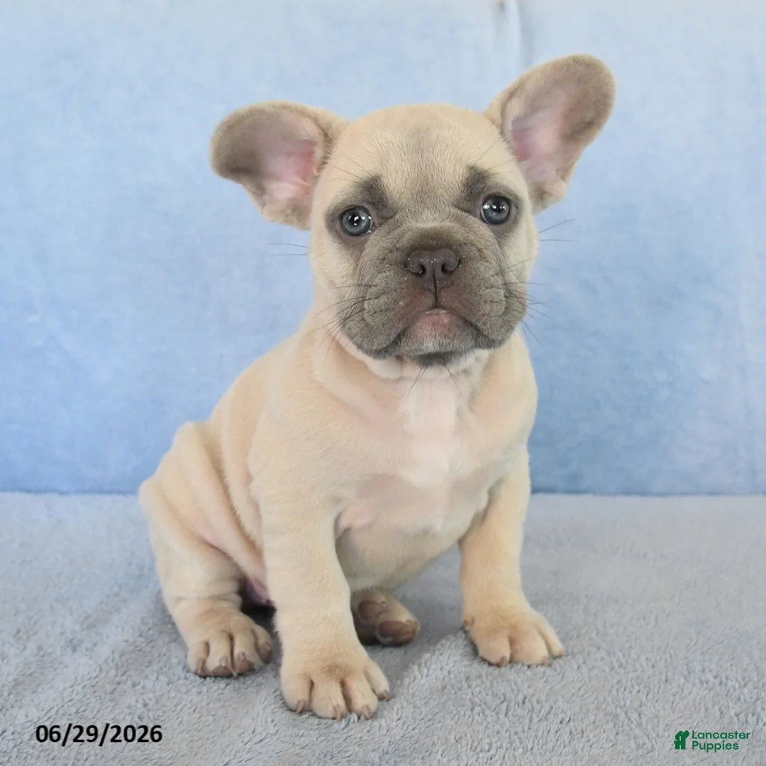 French Bulldog dogs for sale: Orlan - Ad 1