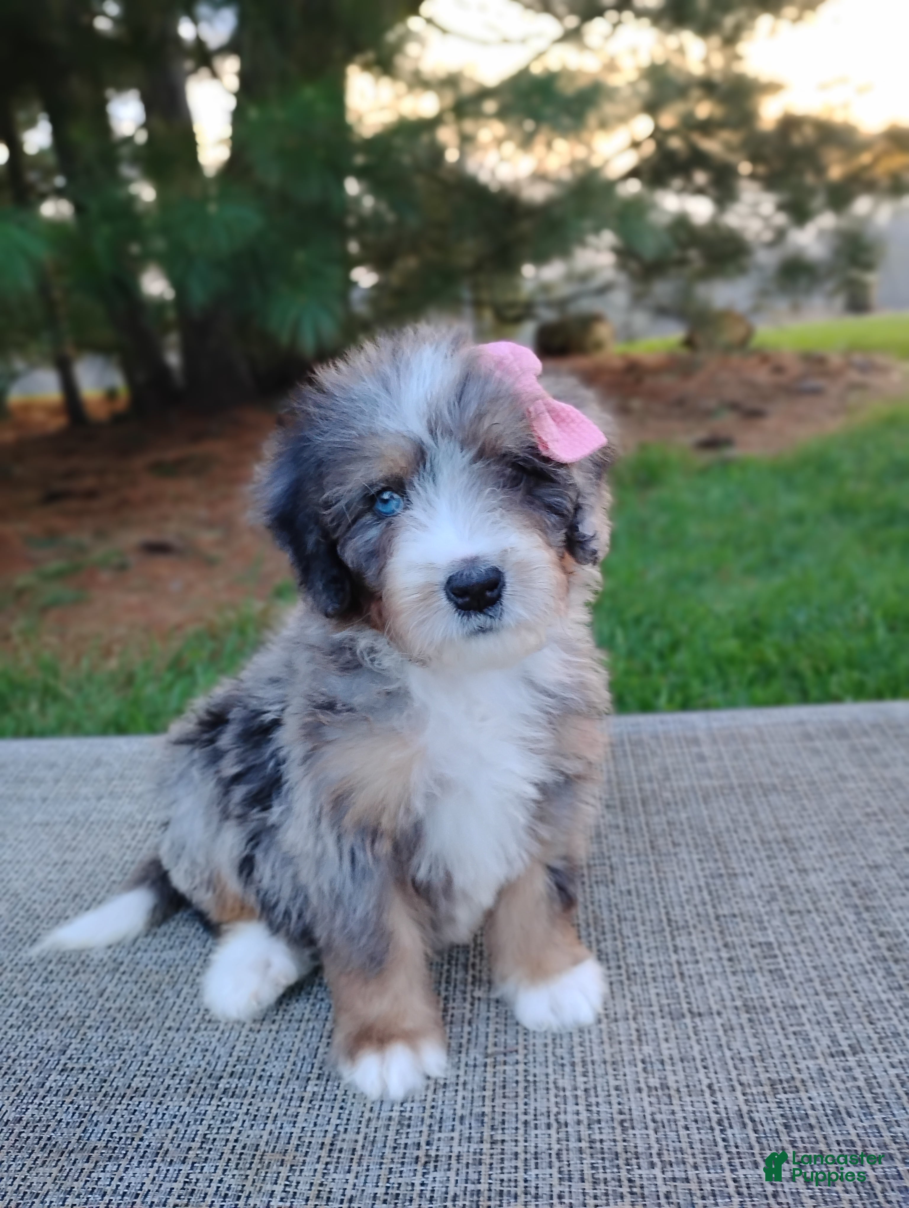 Mini Bernedoodle dogs Rosa - Ad 2
