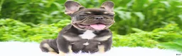 French Bulldog dogs for sale: Mochi - Ad 1