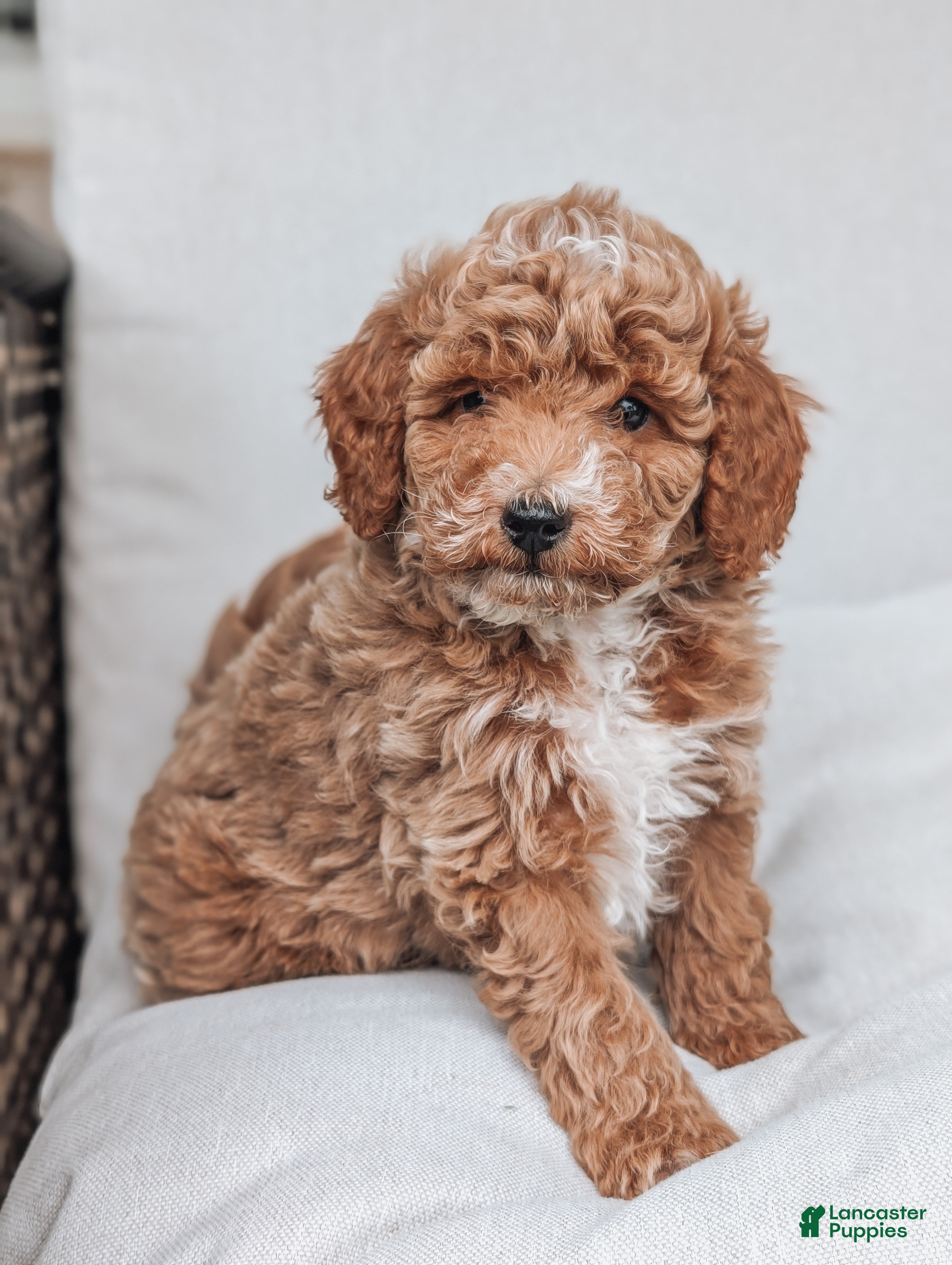 Bichpoo dogs Tommy - Ad 2